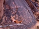 Canyonlands National Park (United States)