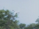 Egrets in Goa (India)