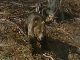 Fauna of Olympus (Greece)