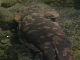 Giant salamander of Zhangjiajie (China)