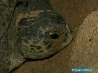صور Turtle area in Karachi ألحيوَانَات