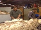 Wool Production in Tasmania (Australia)