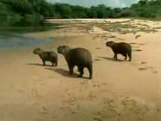 صور Brazil, nature ألطَّقص