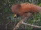 Nature of Papua New Guinea (パプアニューギニア)