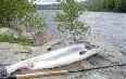 Fishing, Namsen river 写真
