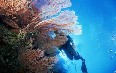Papua New Guinea, diving صور