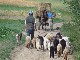 Country Life in Transylvania (Romania)