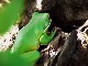 Daintree River Wildlife (Australia)
