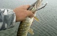 Fishing in the lower reaches of the Dnieper 写真