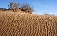 Тюльпаны в пустыне Кызыл-Кум Фото