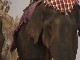 Laos Elephant Festival (ラオス)