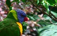 Loro Parque Images