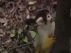 Monkeyland (South Africa)