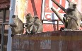 Monkeys on the streets of Jaipur Images