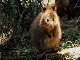 Quokka at Rottnest Island (Australia)