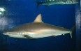 Coral World Ocean Park صور