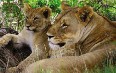 Shamwari Game Reserve 图片