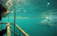 Shark Cage Diving in Сape Town 图片