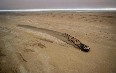 Skeleton Coast 图片