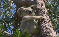 Townsville Nature صور