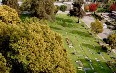 Westwood Memorial Park 写真